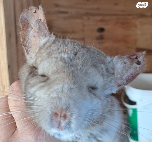 תמונת מודעה - חיות מחמד