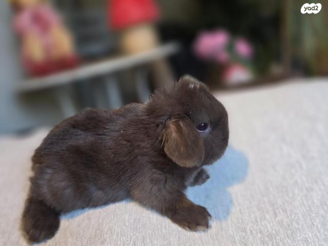 תמונת מודעה - חיות מחמד