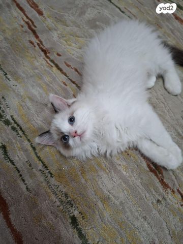 תמונת מודעה - חיות מחמד