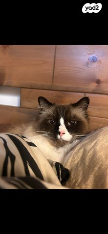 תמונת מודעה - חיות מחמד