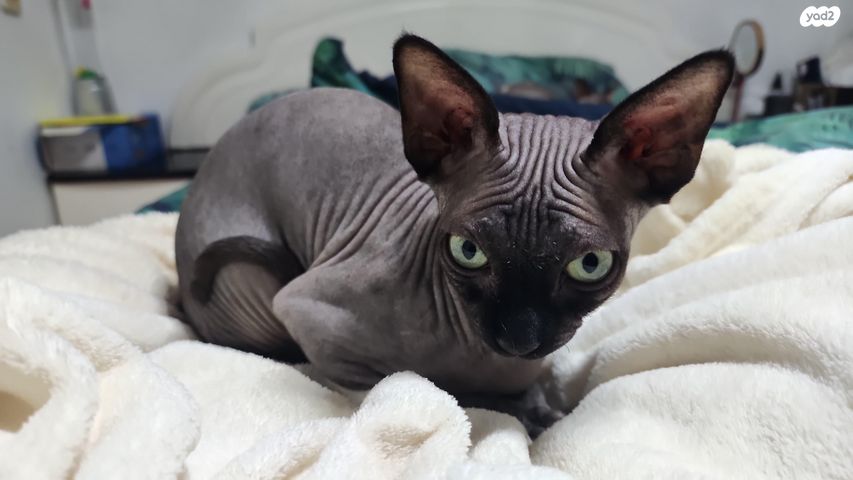 תמונת מודעה - חיות מחמד