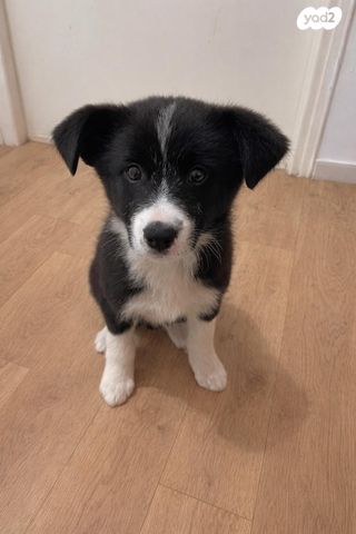 תמונת מודעה - חיות מחמד