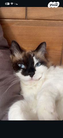 תמונת מודעה - חיות מחמד