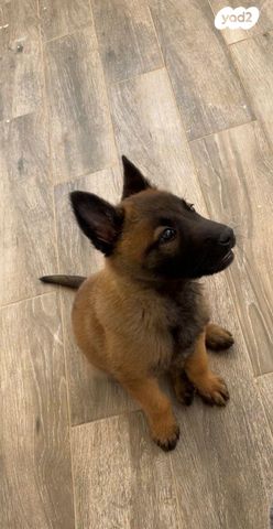 תמונת מודעה - חיות מחמד