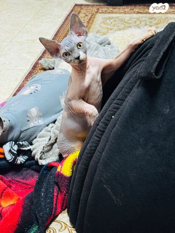 תמונת מודעה - חיות מחמד