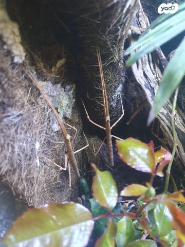 תמונת מודעה - חיות מחמד