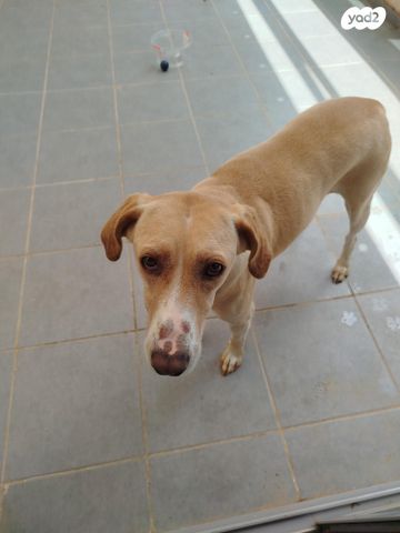 תמונת מודעה - חיות מחמד