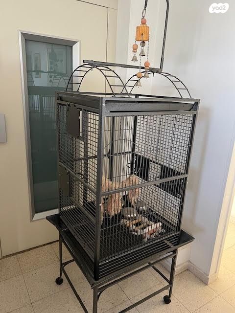 תמונת מודעה - חיות מחמד