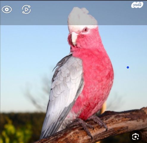 תמונת מודעה - חיות מחמד