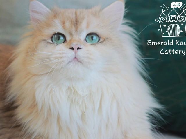 תמונת מודעה - חיות מחמד