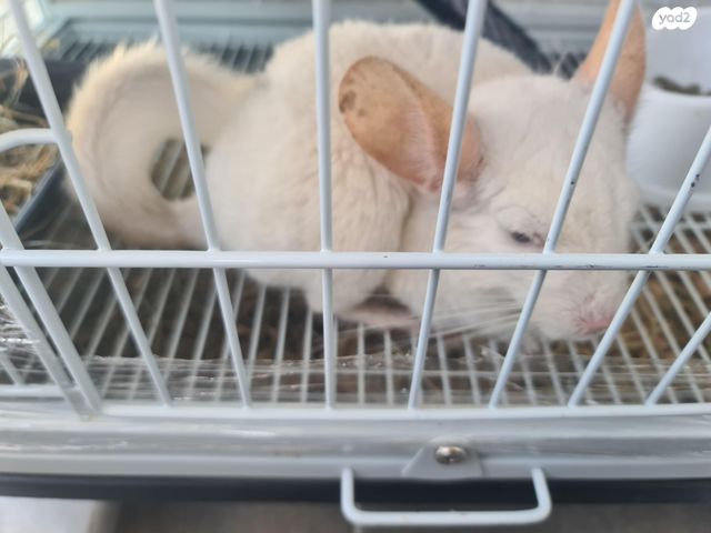 תמונת מודעה - חיות מחמד