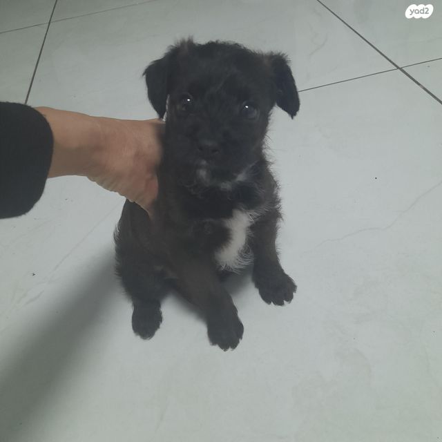 תמונת מודעה - חיות מחמד