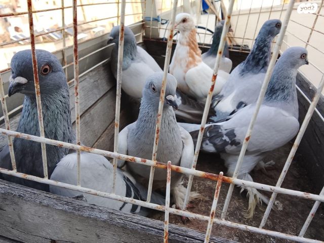 תמונת מודעה - חיות מחמד