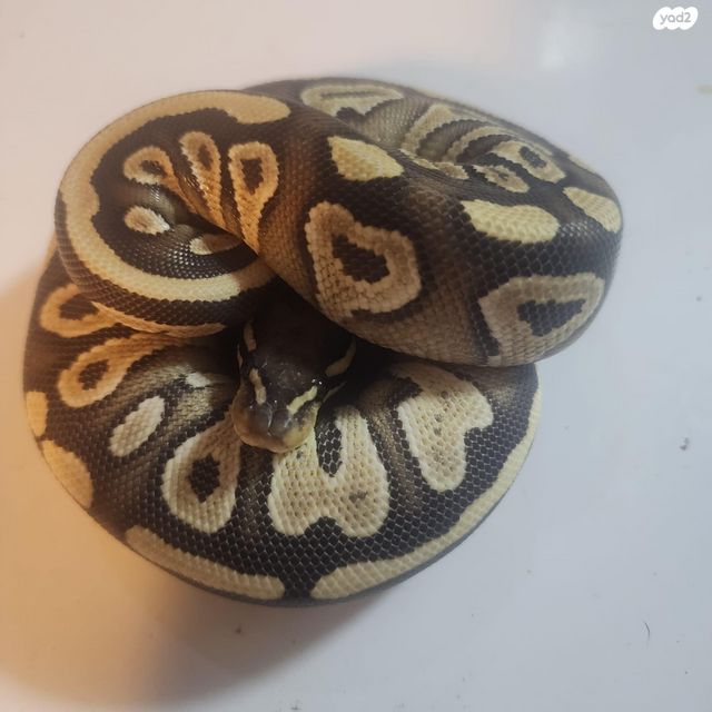 תמונת מודעה - חיות מחמד