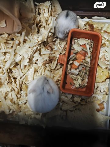 תמונת מודעה - חיות מחמד