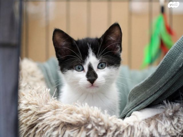 תמונת מודעה - חיות מחמד