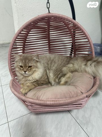 תמונת מודעה - חיות מחמד