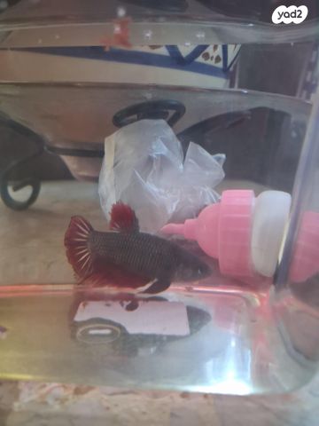 תמונת מודעה - חיות מחמד