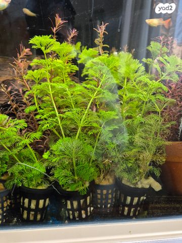 תמונת מודעה - חיות מחמד