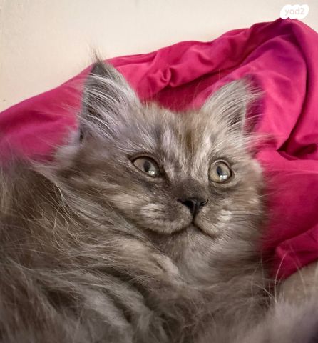 תמונת מודעה - חיות מחמד