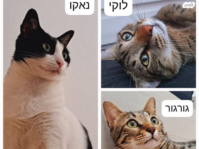 תמונת מודעה - חיות מחמד
