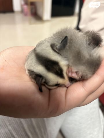 תמונת מודעה - חיות מחמד