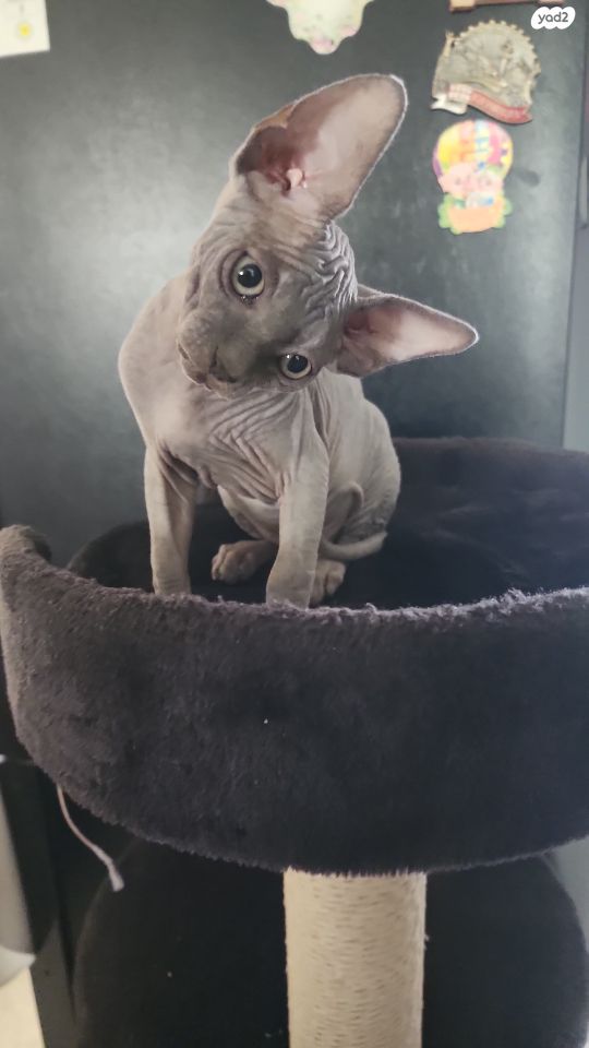 תמונת מודעה - חיות מחמד