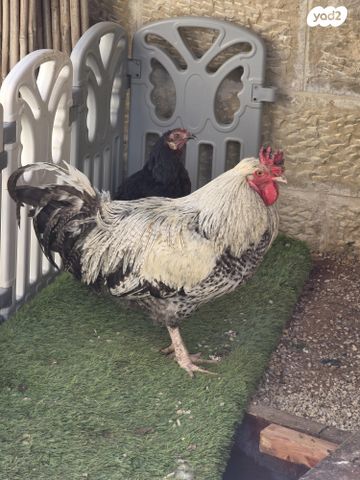 תמונת מודעה - חיות מחמד