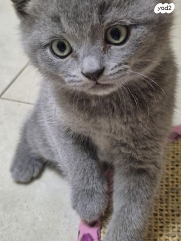 תמונת מודעה - חיות מחמד