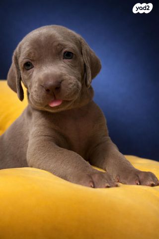 תמונת מודעה - חיות מחמד