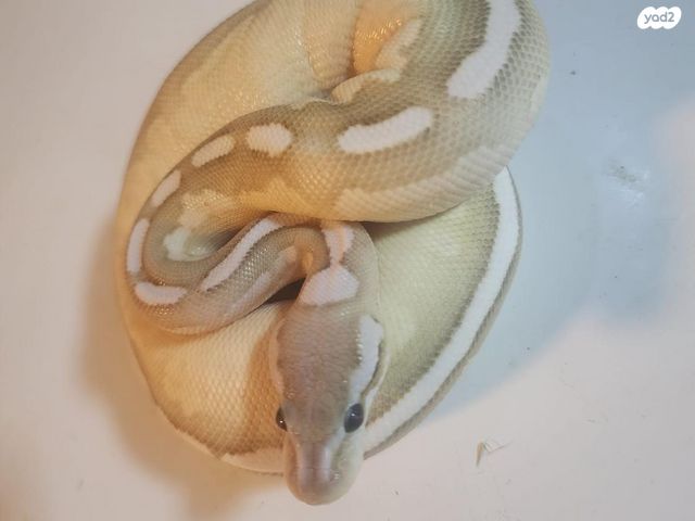 תמונת מודעה - חיות מחמד