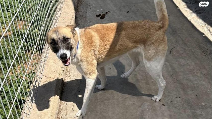 תמונת מודעה - חיות מחמד