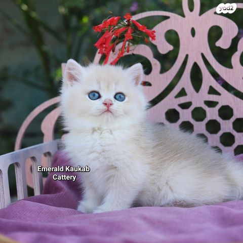 תמונת מודעה - חיות מחמד