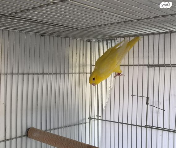 תמונת מודעה - חיות מחמד