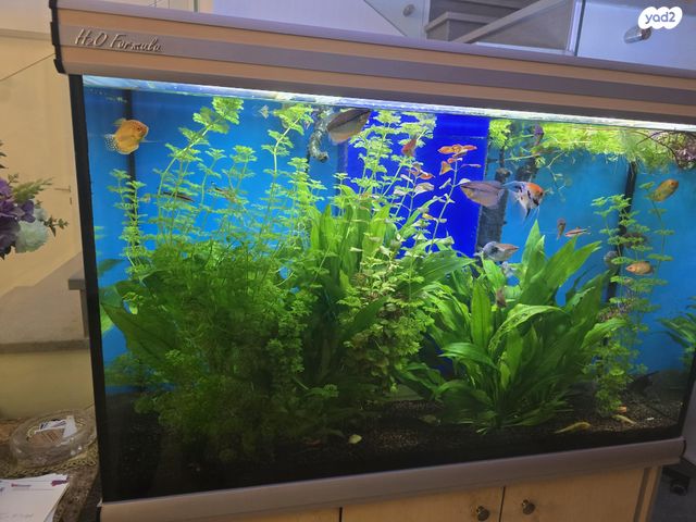 תמונת מודעה - חיות מחמד