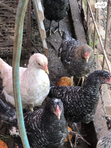 תמונת מודעה - חיות מחמד