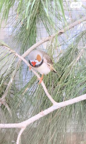 תמונת מודעה - חיות מחמד