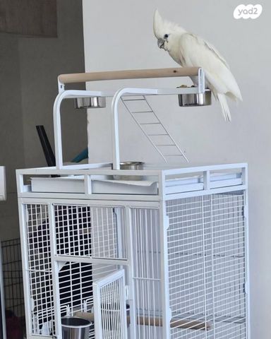 תמונת מודעה - חיות מחמד