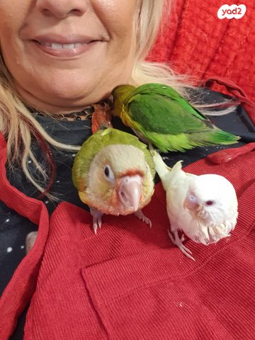 תמונת מודעה - חיות מחמד