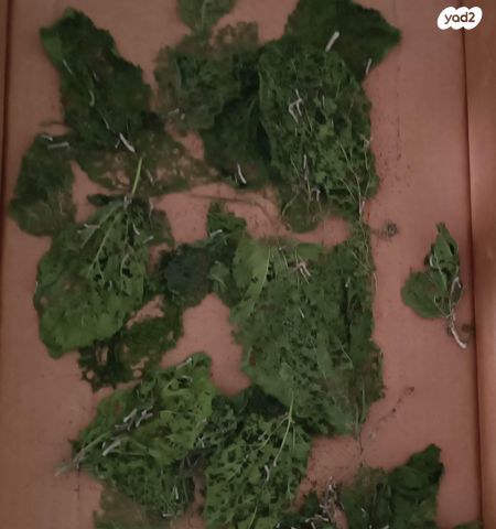 תמונת מודעה - חיות מחמד