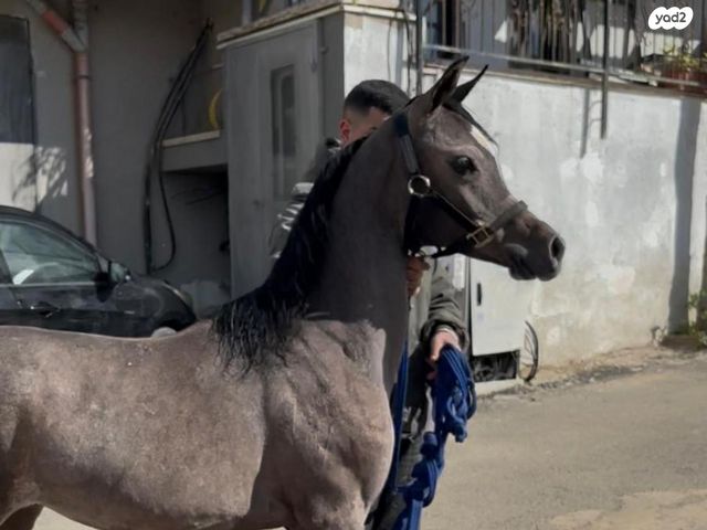 תמונת מודעה - חיות מחמד