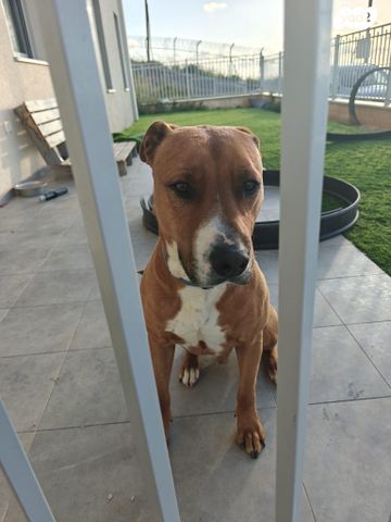 תמונת מודעה - חיות מחמד