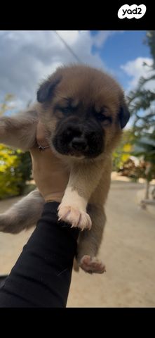 תמונת מודעה - חיות מחמד