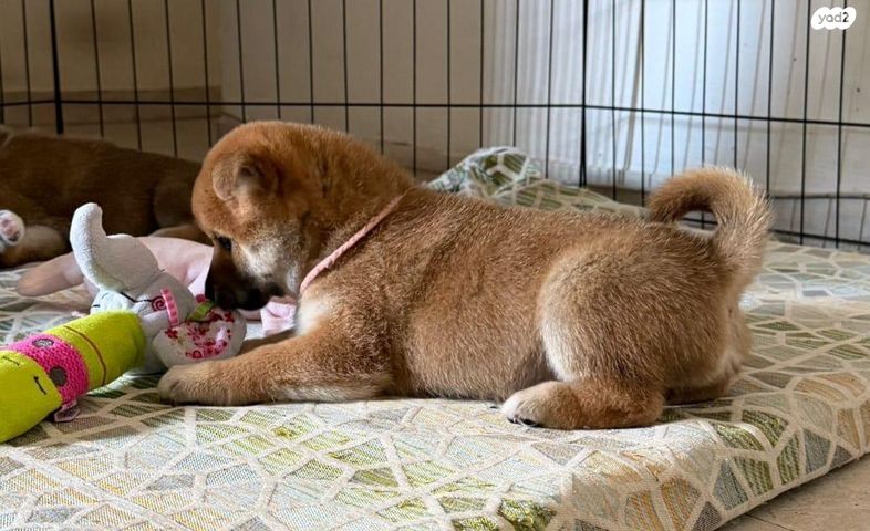 תמונת מודעה - חיות מחמד