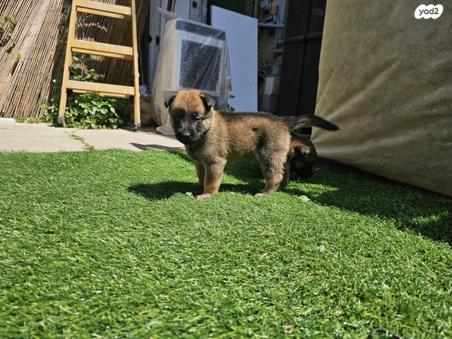 תמונת מודעה - חיות מחמד