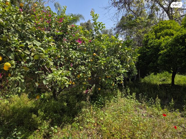 מודעת נכס, הרצליה