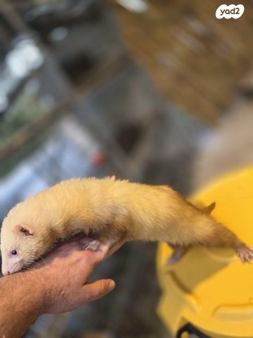 תמונת מודעה - חיות מחמד