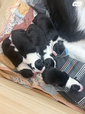 תמונת מודעה - חיות מחמד