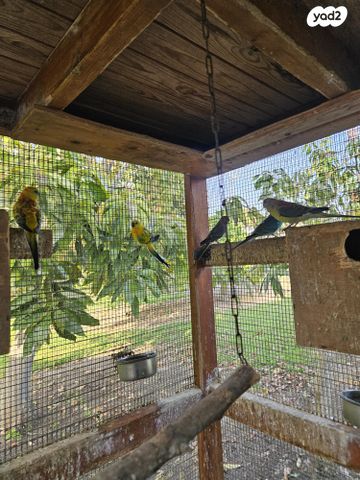 תמונת מודעה - חיות מחמד