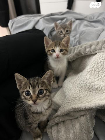 תמונת מודעה - חיות מחמד